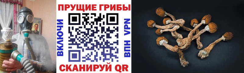 Галлюциногенные грибы Psilocybine cubensis  сайты даркнета какой сайт  Болгар 